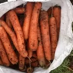 Морковь стандартная тупаносая