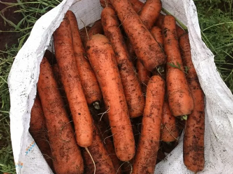 Морковь стандартная тупаносая 2